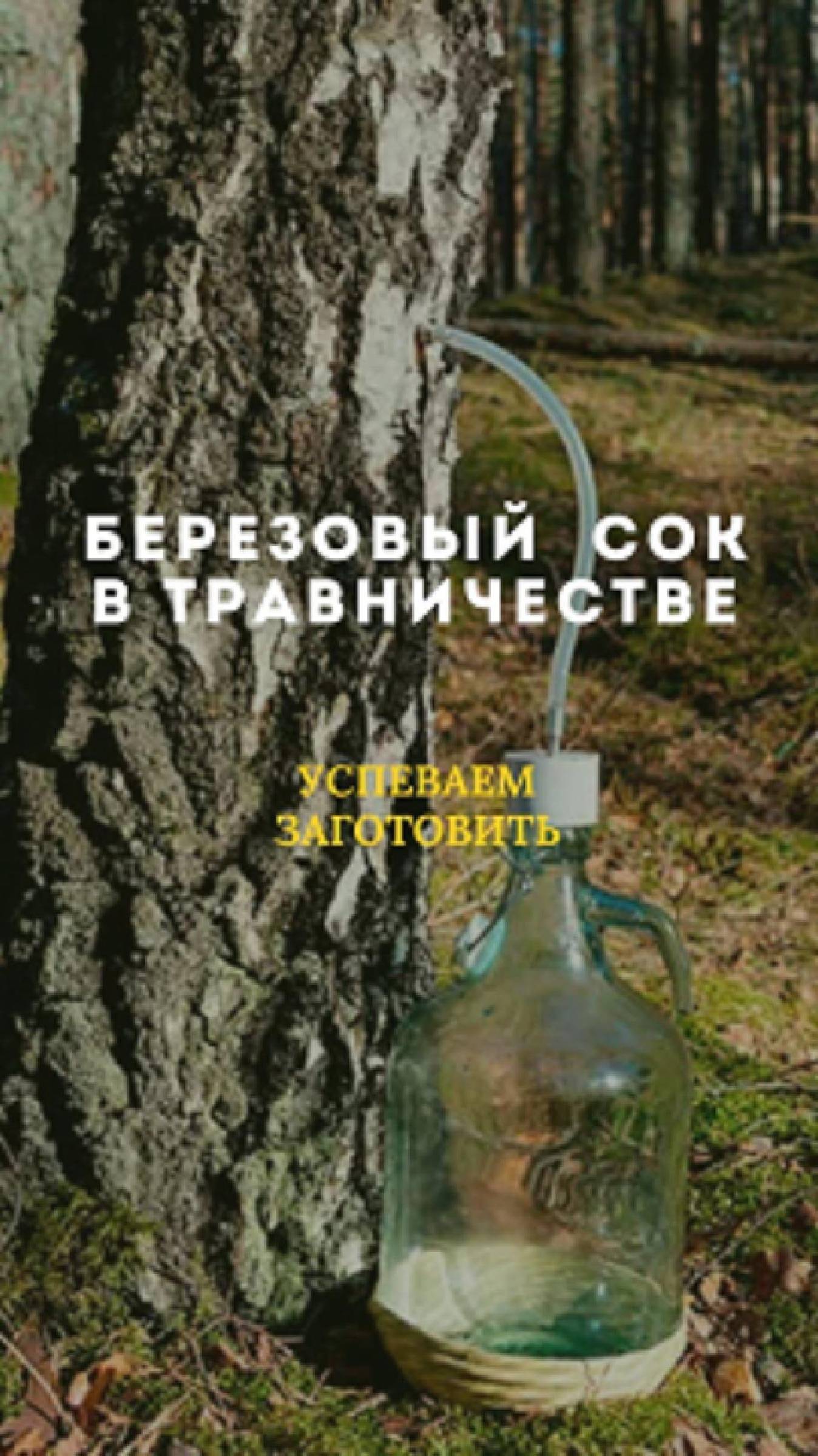 БЕРЁЗОВЫЙ СОК В ТРАВНИЧЕСТВЕ
