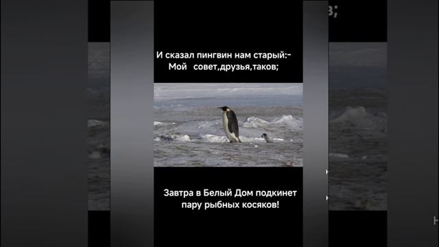 Обращение королевских пингвинов к Дональду Трампу. Мы согласны платить проценты,но только рыбой!