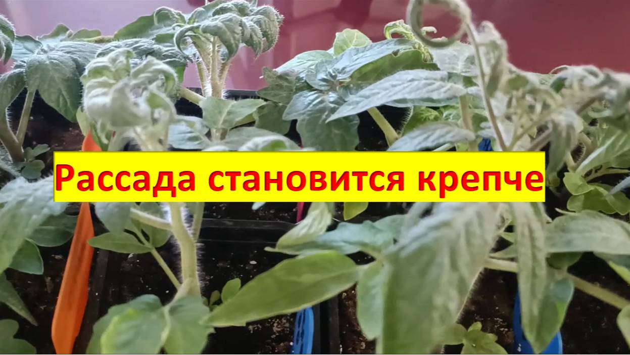 Уход за рассадой, подсыпка земли