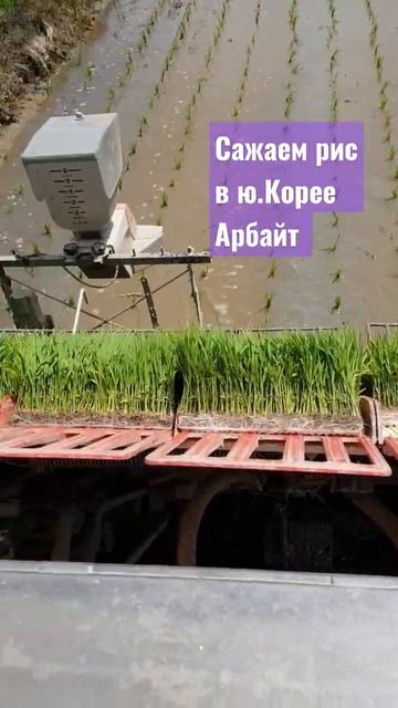 Арбайт Ю.Корея работа на поле сажаем рис #рис #арбайт #кореяжизнь #работавкореи #стройка