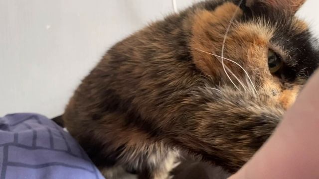ПОДОБРАЛИ КОШКУ С УЛИЦЫ