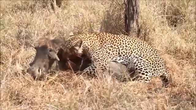#10 UNCENSORED 18+ eaten ALIVE - Leopard eating alive warthog brutally - Screaming - live feeding