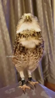 Любимая животинка