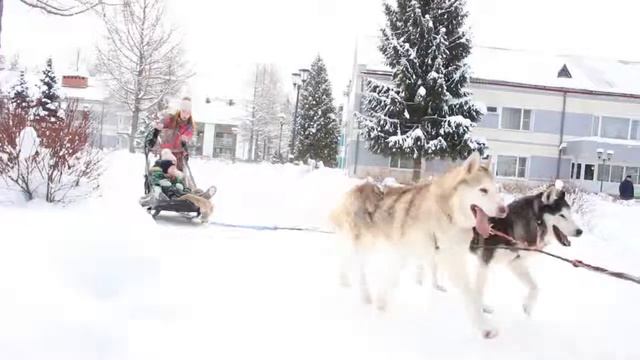 Хаски. Зимний отдых в КО Бекасово - Подмосковье