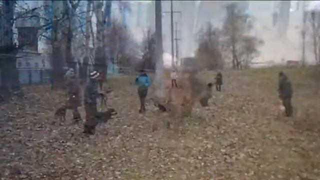 Выгул питомцев 19,11,2016 городского приюта