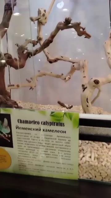 Хамелеон.mp4