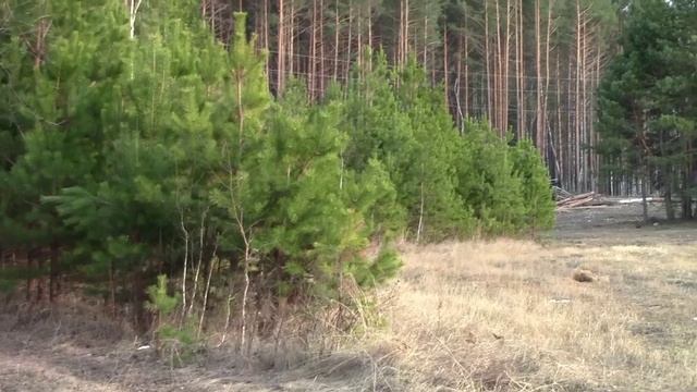 Муромцево 10 апреля 2025г Пеший туризм за околицей