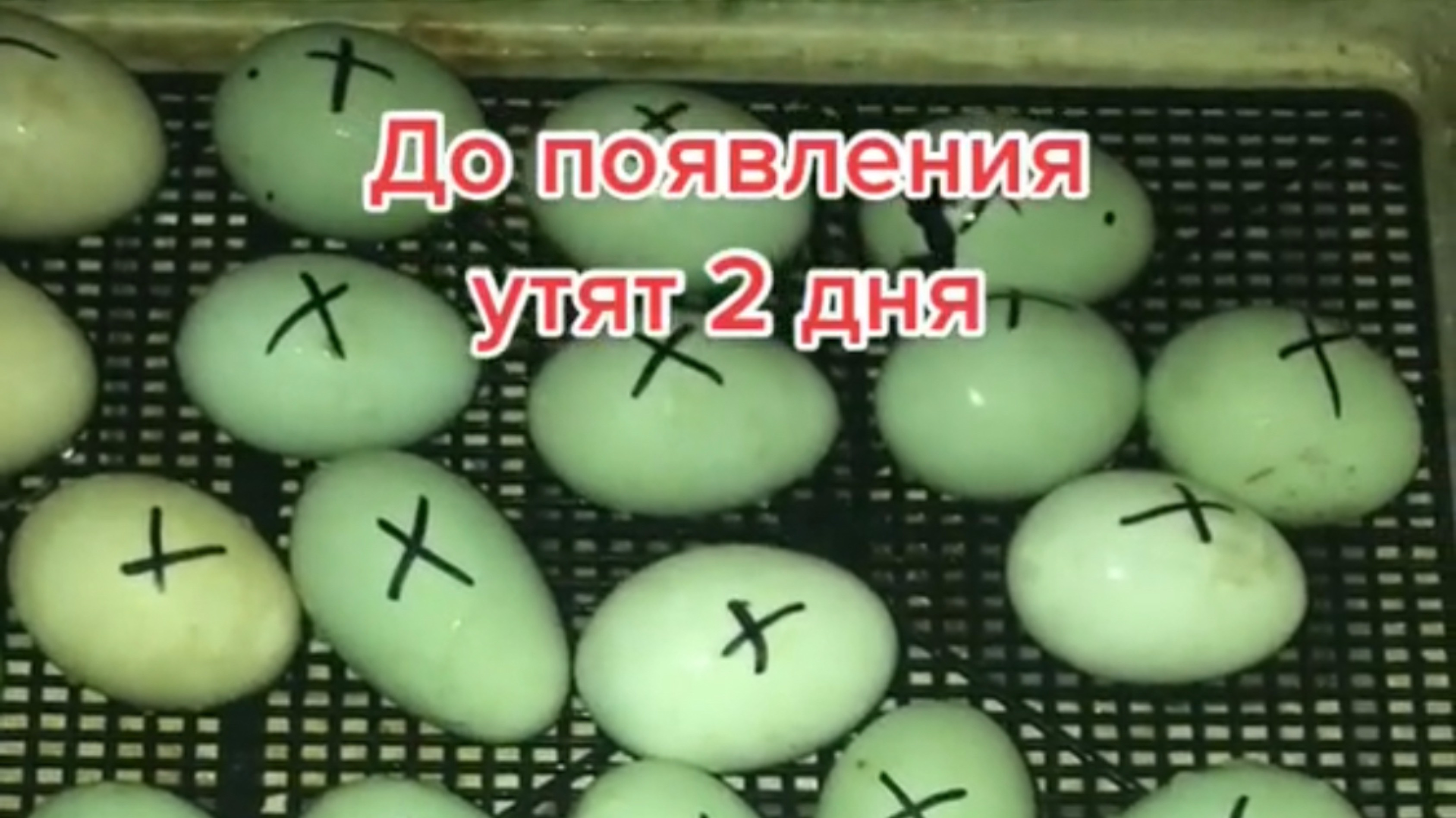 Появление утят