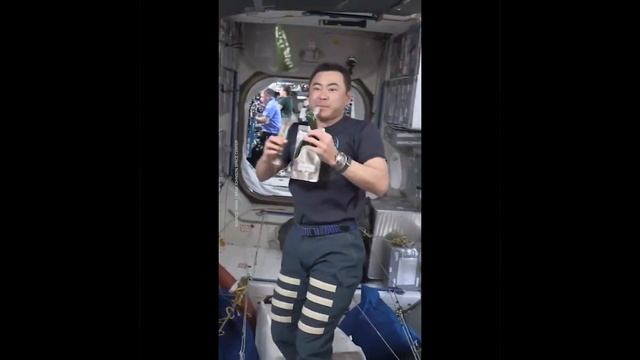 Тако из выращенного в космосе перца чили.