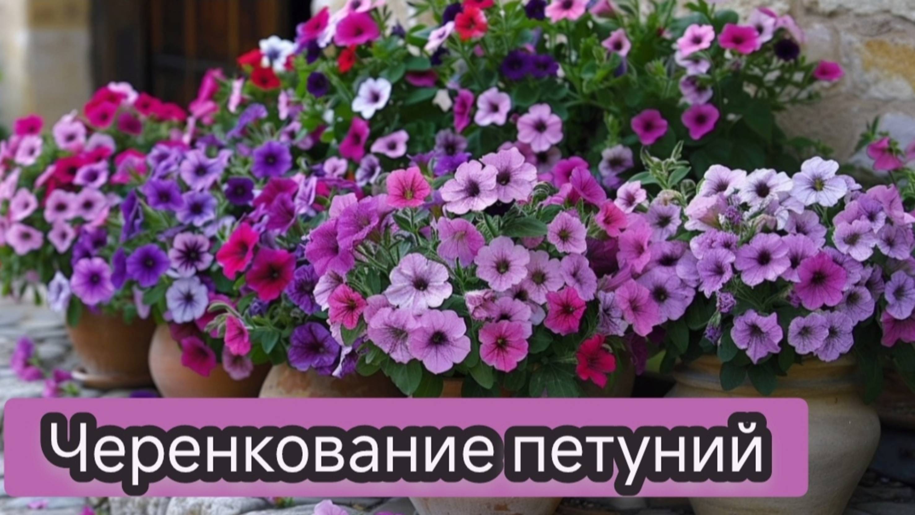 Черенкование петуний Как сэкономить на рассаде цветов