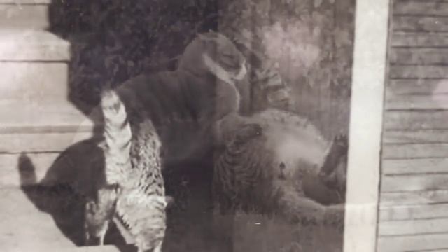 Видео про кота(грустное)