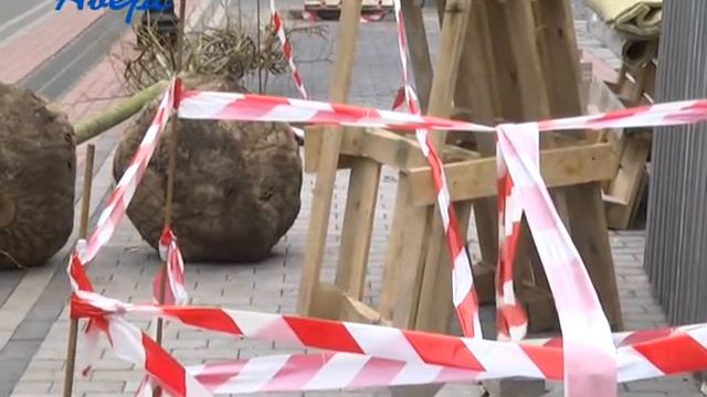 Вартісні дерева, які обіцяли висадити в центрі Луцька, валяються на дорозі без догляду