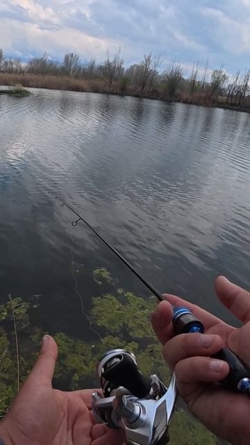 На что ловить Окуня в количестве ? когда у других не клюёт - CF Polaris #shorts #fishing #рыбалка