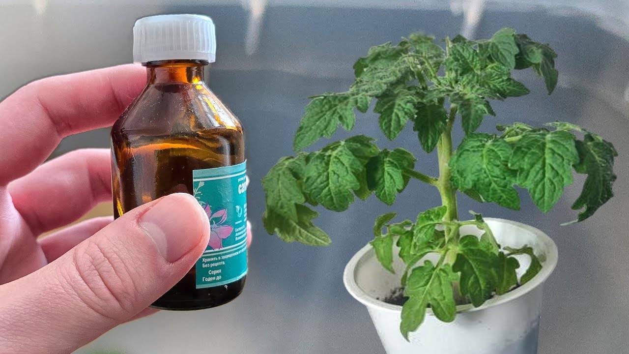 1 КАПЛЯ – и рассада оживает! Секрет в разы большего урожая даже от слабых ростков