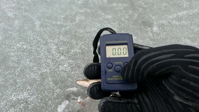 Рыба то есть, то нет... Рекорд обновлён!