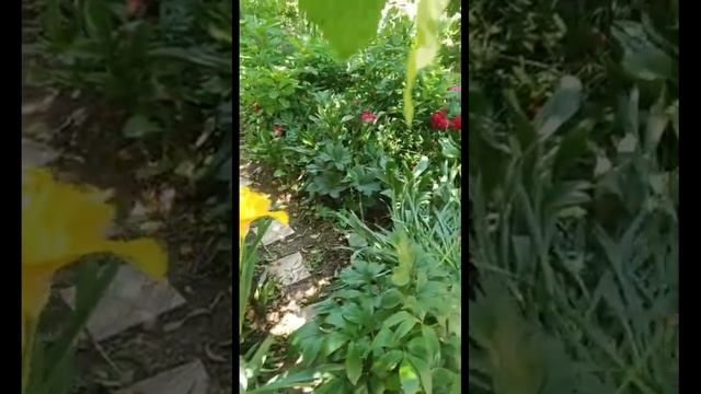 Цветы цветут и любят тишину,а мы готовим им войну!