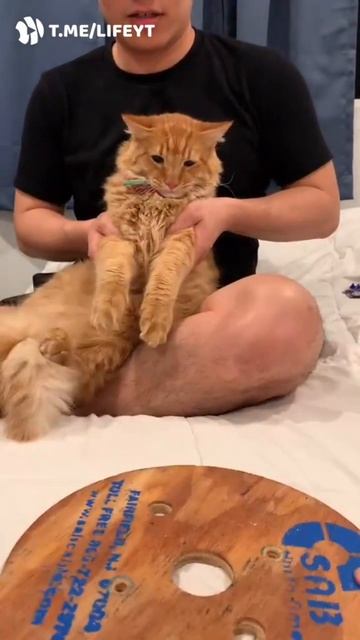 аватар