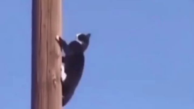 Утюг не выключил