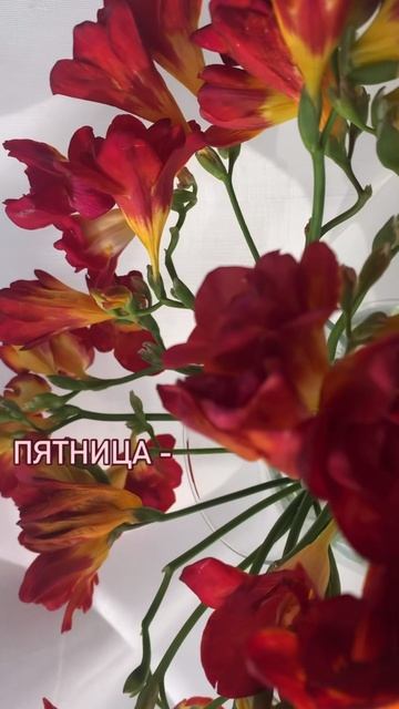 Красота