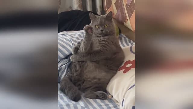 🤣🤣🤣 СМЕШНЫЕ ЖИВОТНЫЕ ЛУЧШИЕ ПРИКОЛЫ С КОТАМИ, СОБАКАМИ, ЖИВОТНЫЕ, СМЕШНЫЕ ВИДЕО