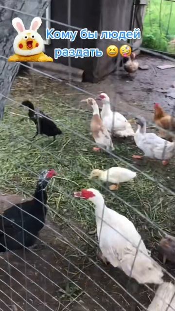 Мамашки на прогулке