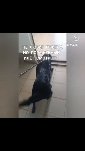Лабрадора оставили на 4 месяца в зоогостинеце.Первая встреча спустя 4 месяца