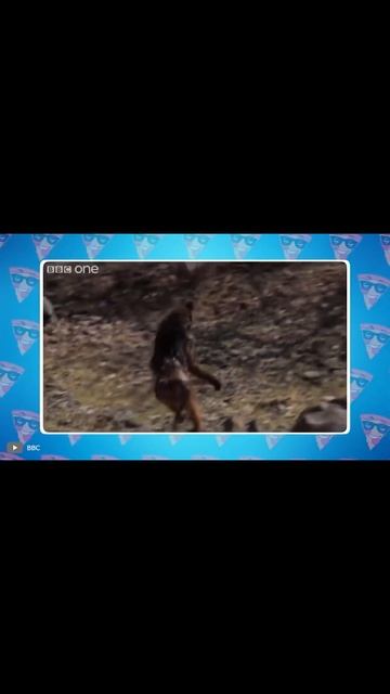 Вот Как Бабуины Нападают на Фламинго #shorts