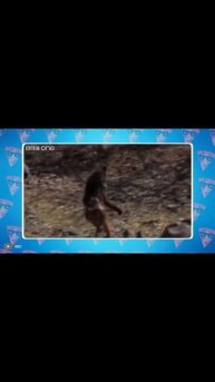 Вот Как Бабуины Нападают на Фламинго #shorts