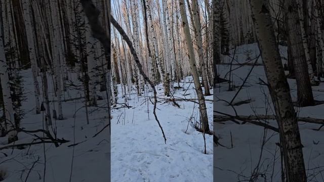 Лекарство от рака и старости