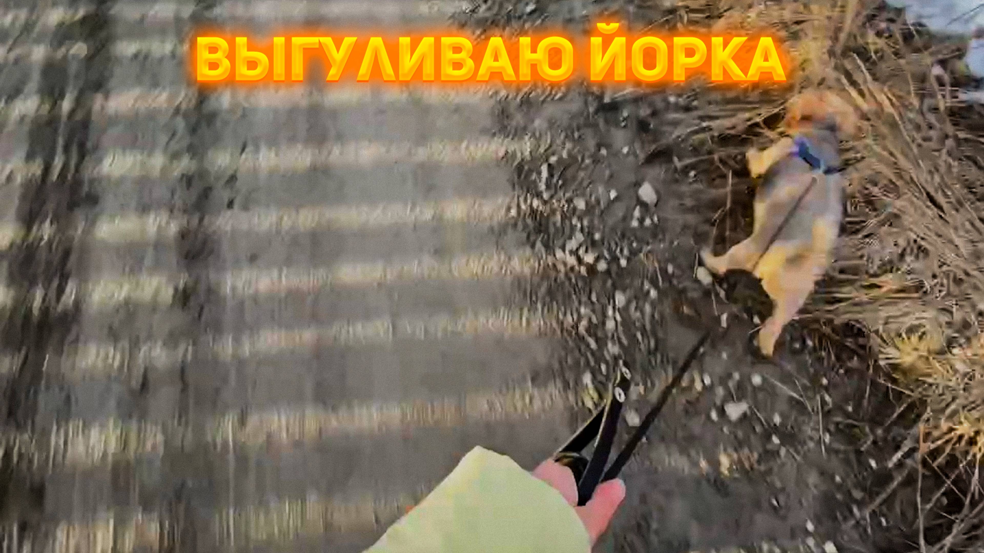 Выгуливаю маминого Йорка!