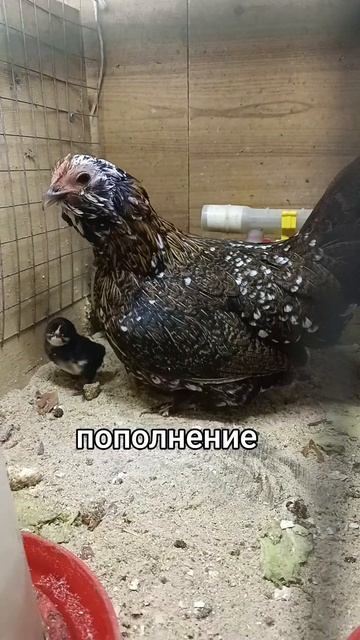 пополнение