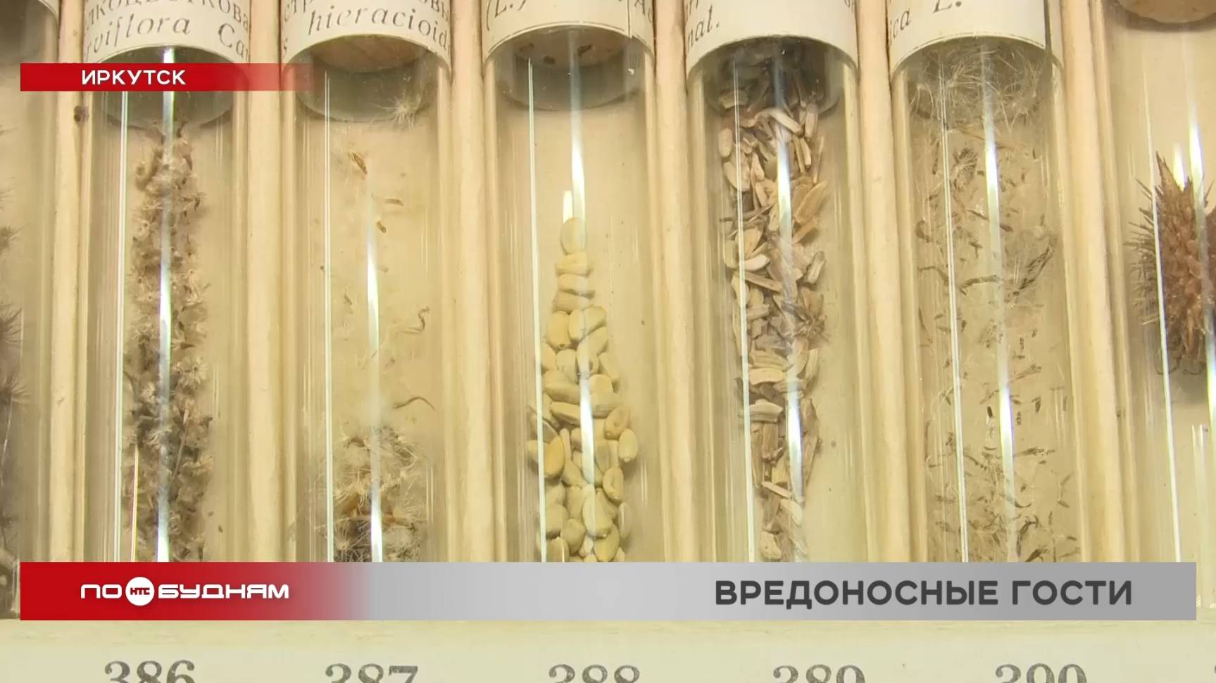 Семена вредоносного сорняка обнаружили в рассаде на плодоовощной базе Иркутска