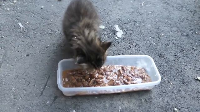 ЗАБИРАЮ БЕЗДОМНОГО КОТЁНКА ДОМОЙ