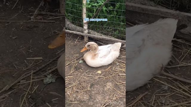 Подростки утят.