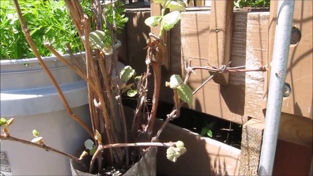 Growing Peas in Containers