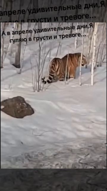 А в апреле удивительные дни,я гуляю в грусти и тревоге!