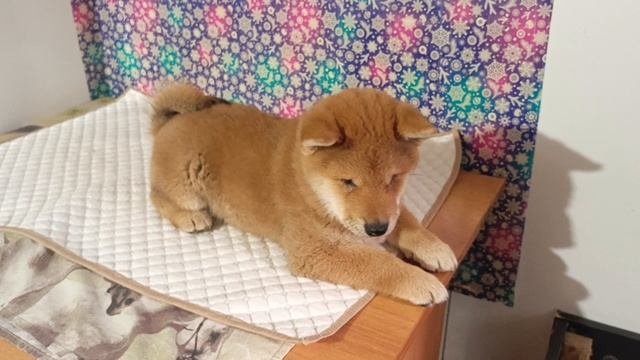 коричневый 11.04.25
