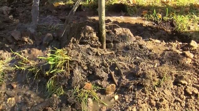 Жители Пушкинского могут посадить дерево в рамках акции «Сад памяти»