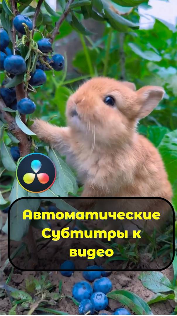 Автоматические субтитры в DaVinci Resolve за пару кликов! Как добавить субтитры в DaVinci Resolve.