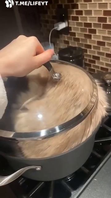 на обед суп с котом