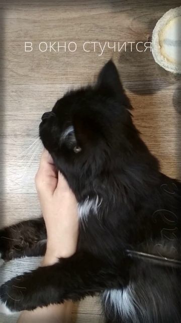 Такая жизнь... с котами и феями