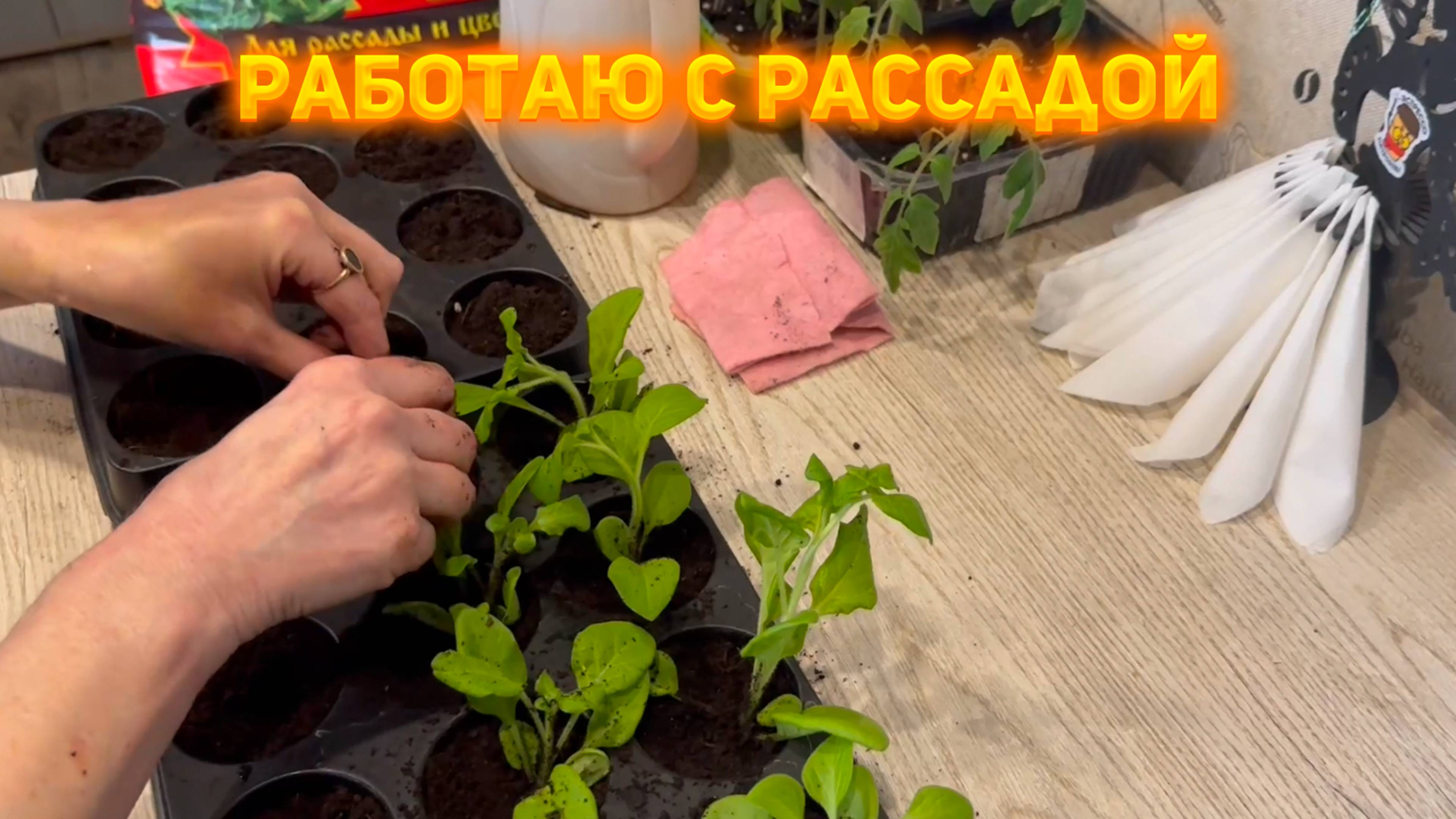 Высаживаю рассаду! Приживаемость 100%