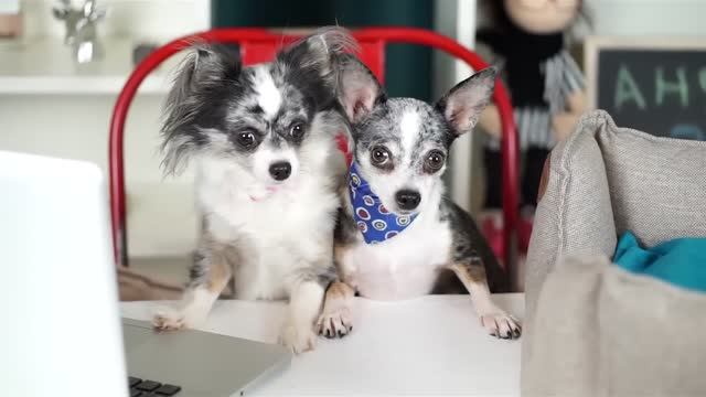 ЩЕНОК: ДЕШЕВО против ДОРОГО! ДЕШЕВЫЕ ЩЕНКИ ПРОТИВ ДОРОГИХ 🐕💸