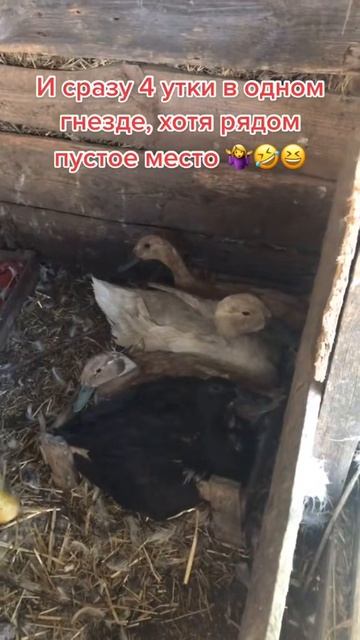 Мамаши года