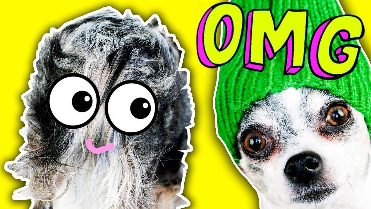 ЧТО БУДЕТ ЕСЛИ СОБАКУ НЕ СТРИЧЬ 100 ДНЕЙ?! Не повторять дома! ✂️😱