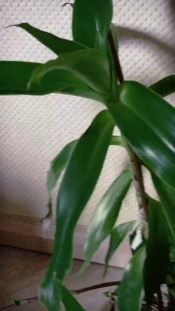 VID-20250411-WA0000.mp4