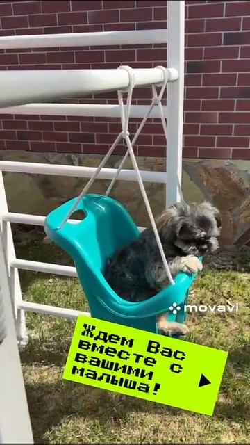 Отдых с животными, отели с животными