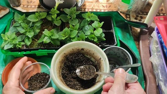 Пересаживаю первую партию укоренённых черенков петуний из мини-парника в стаканы 300 грамм.