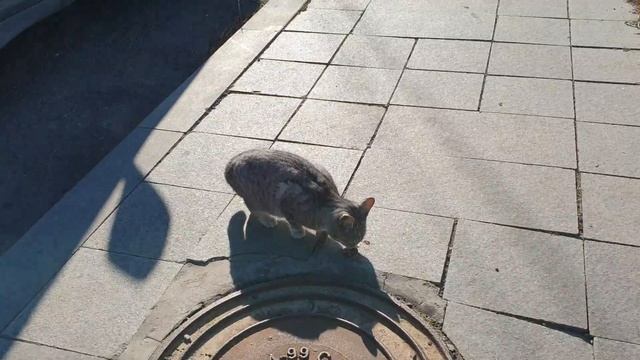 hungry gray cat. rescue animals