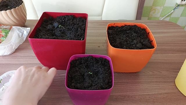 Наш завтрак__Лиза-огородник😊 видно время пришло 😉😊